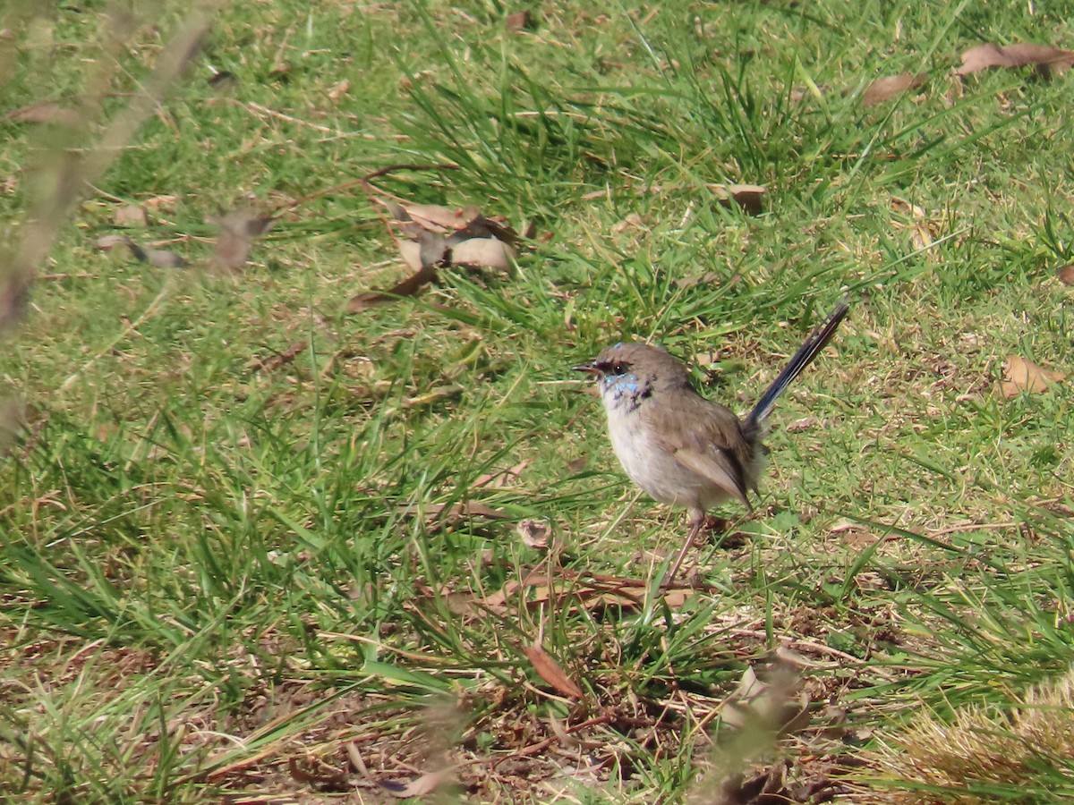 Superb Fairywren - ML623736754