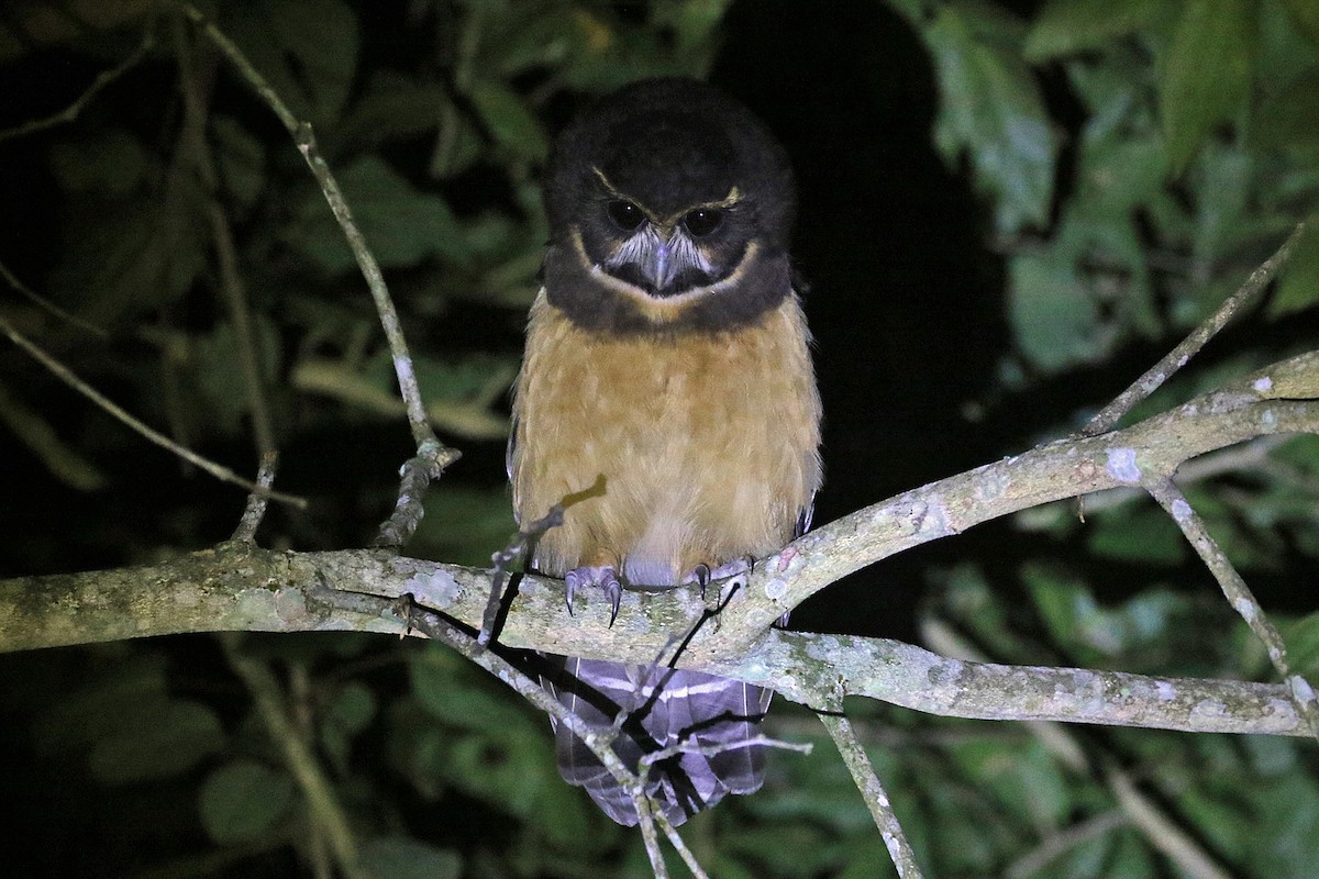 Tawny-browed Owl - Dave Beeke