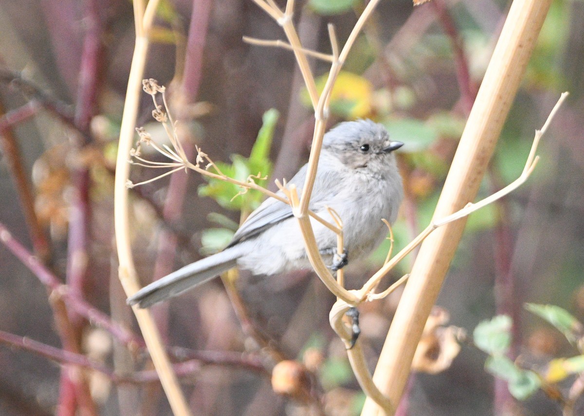 Bushtit - Peter Olsoy