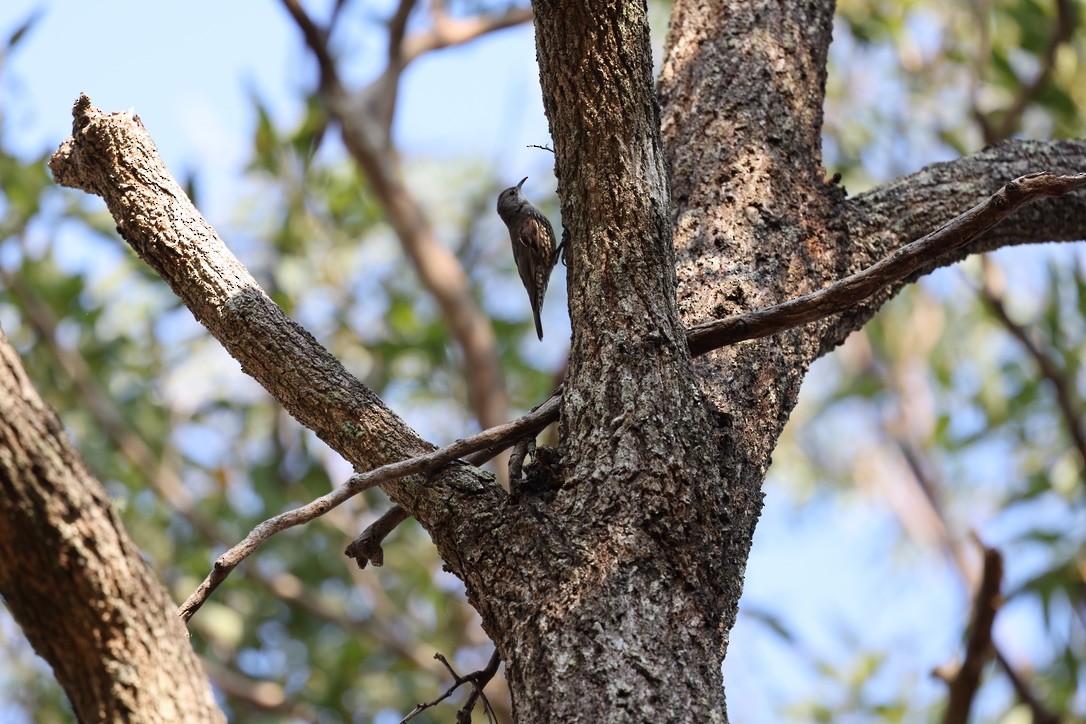 White-throated Treecreeper - ML623736789