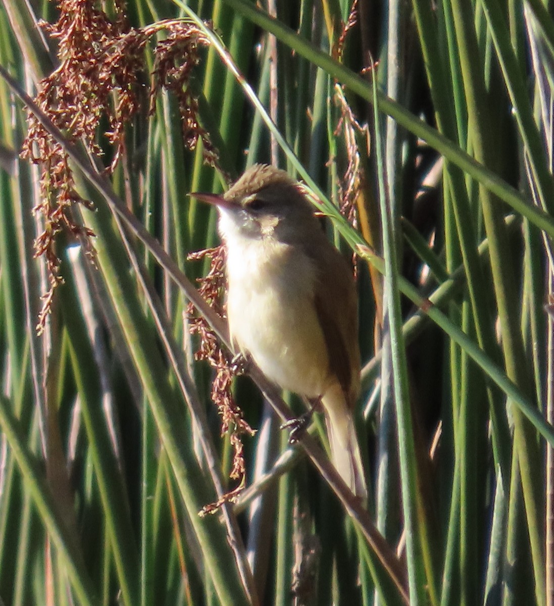 Australian Reed Warbler - ML623736818