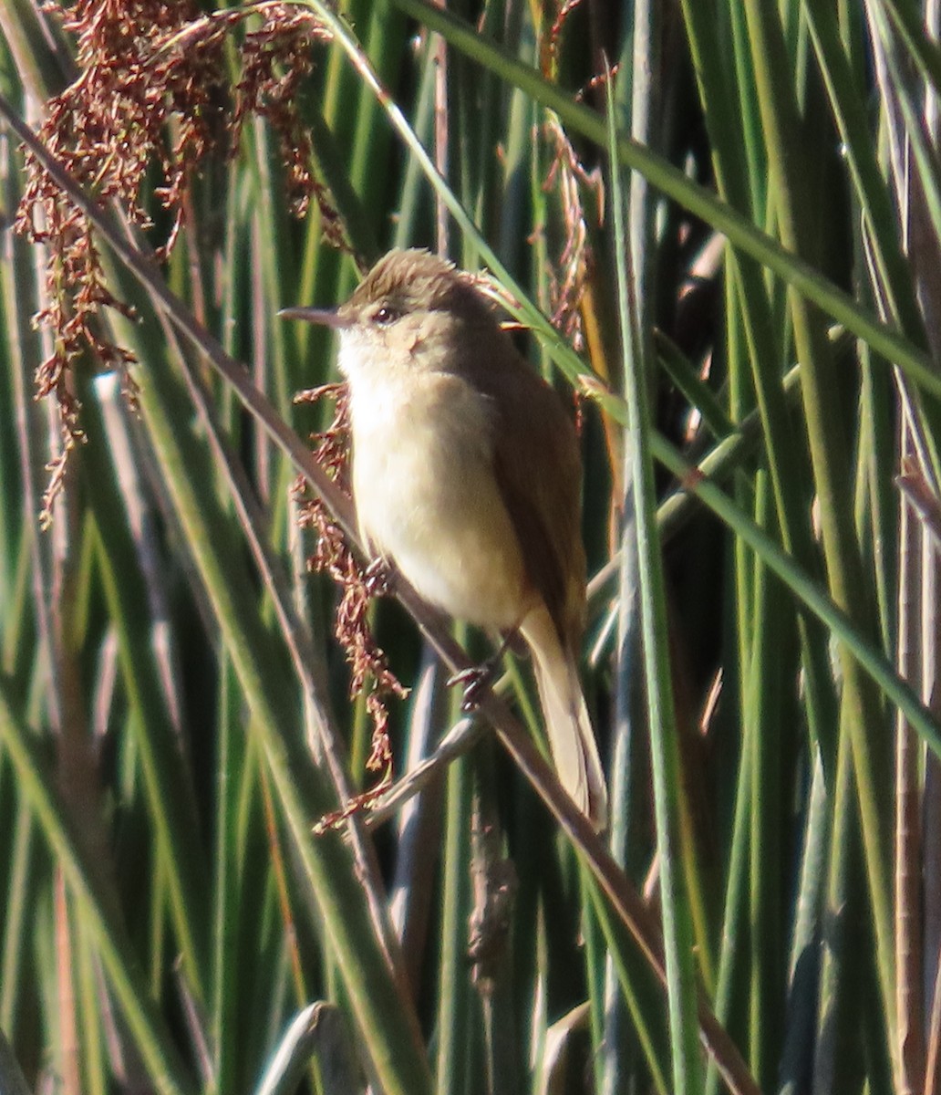 Australian Reed Warbler - Greg Wark