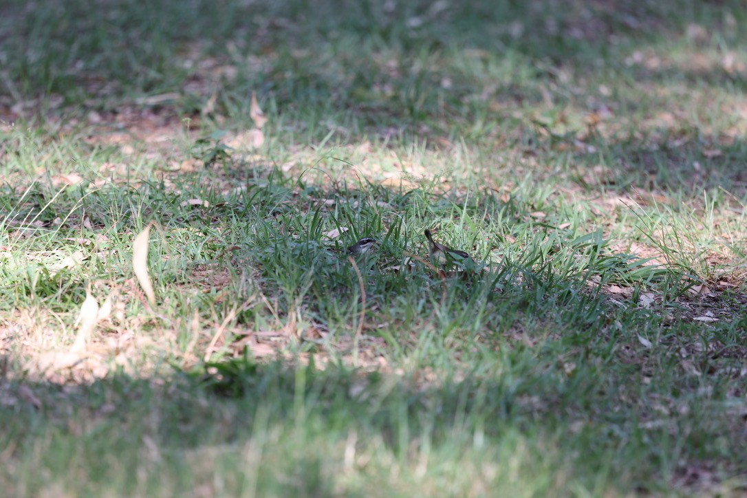 White-browed Scrubwren - ML623736820