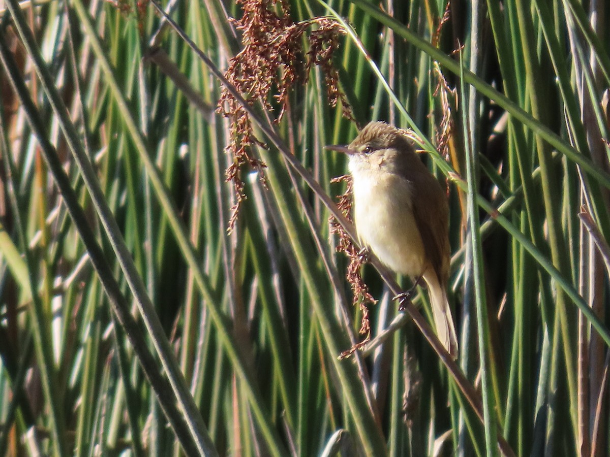 Australian Reed Warbler - ML623736822