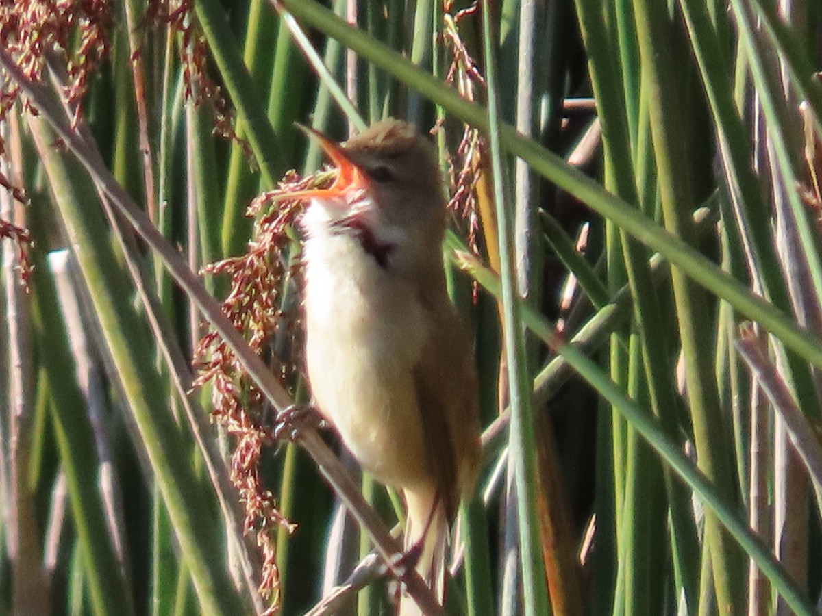 Australian Reed Warbler - ML623736826