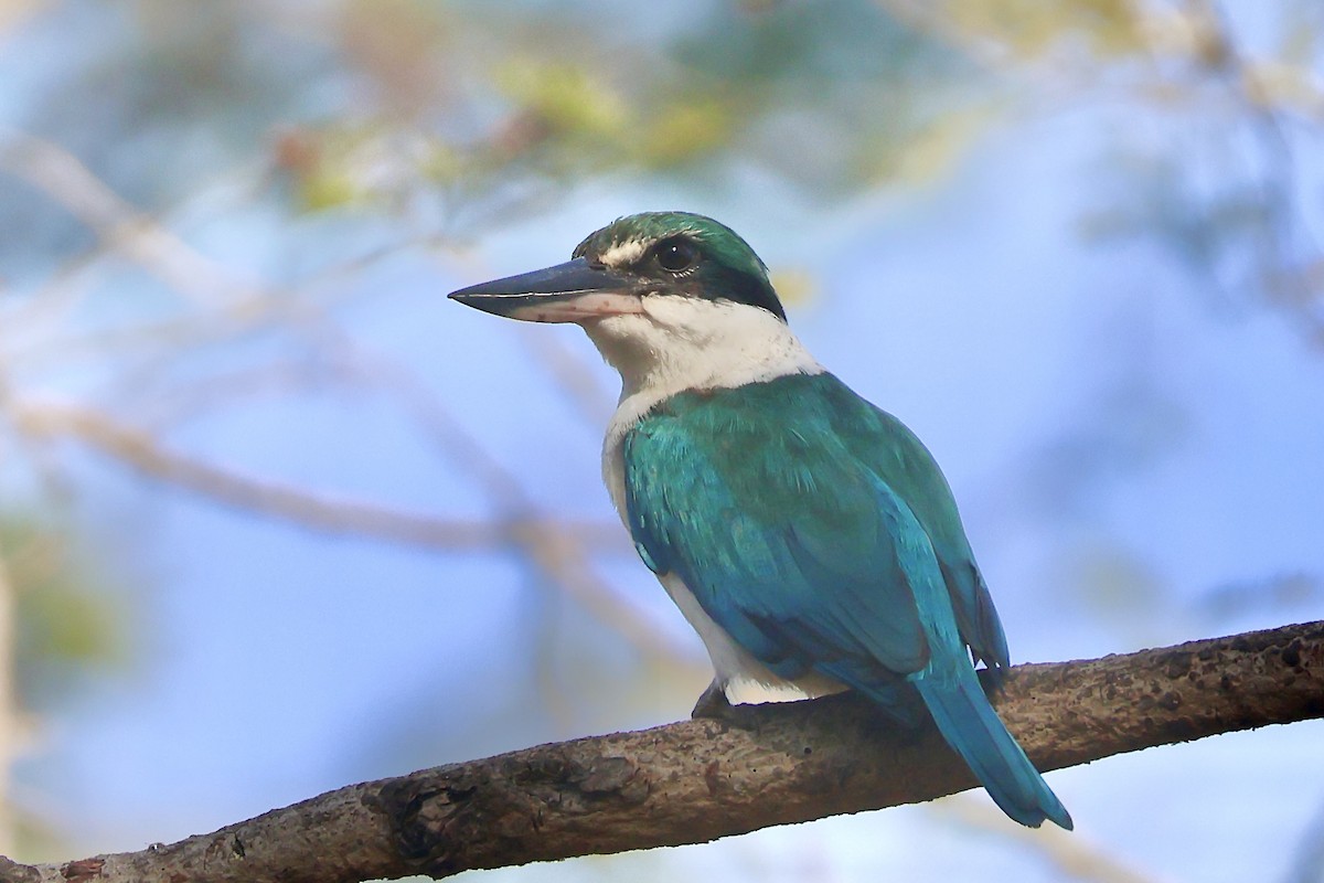 Collared Kingfisher (Collared) - ML623736829