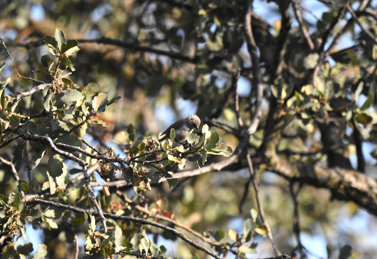 Bushtit - ML623736833