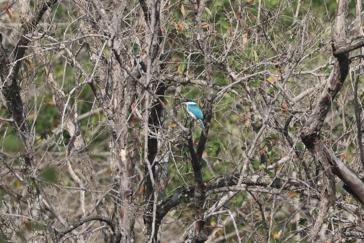 Collared Kingfisher (Collared) - ML623736834