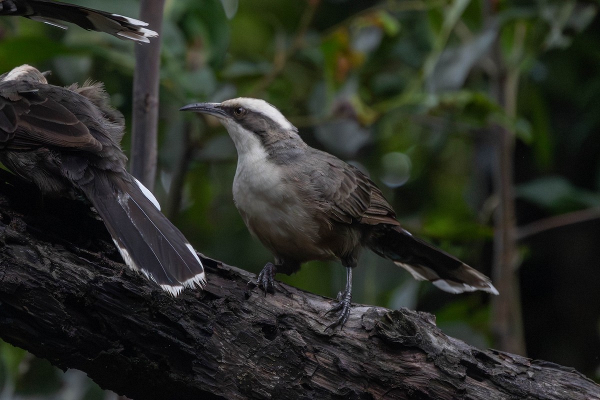 Gray-crowned Babbler - ML623736838