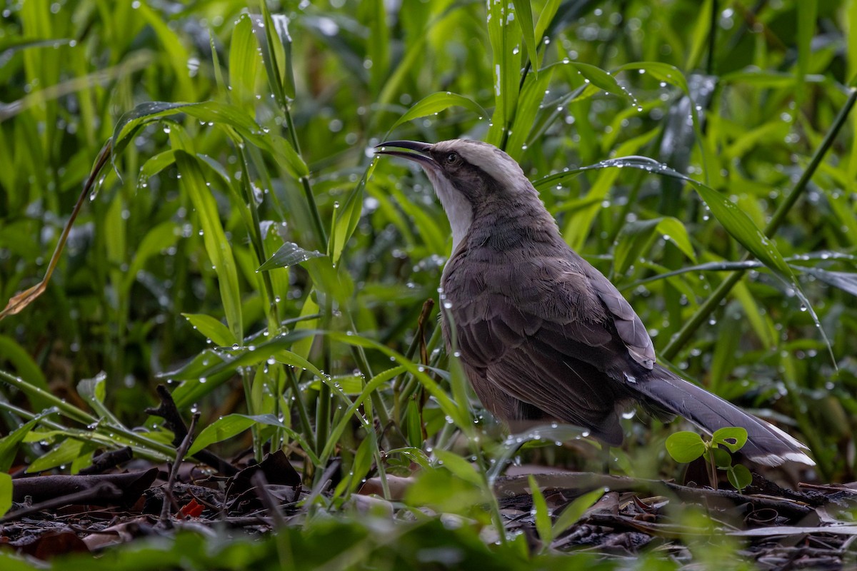 Gray-crowned Babbler - ML623736839