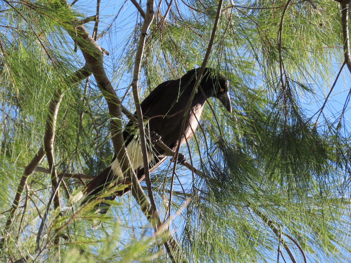 Pied Currawong - ML623736876