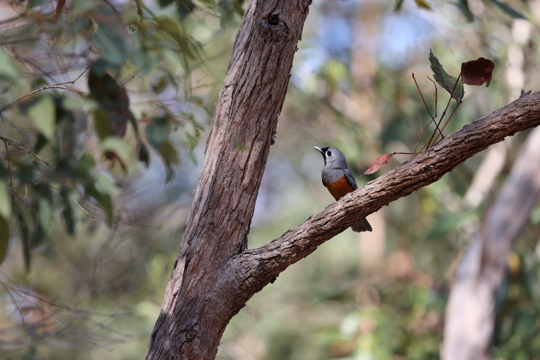 Black-faced Monarch - ML623736878