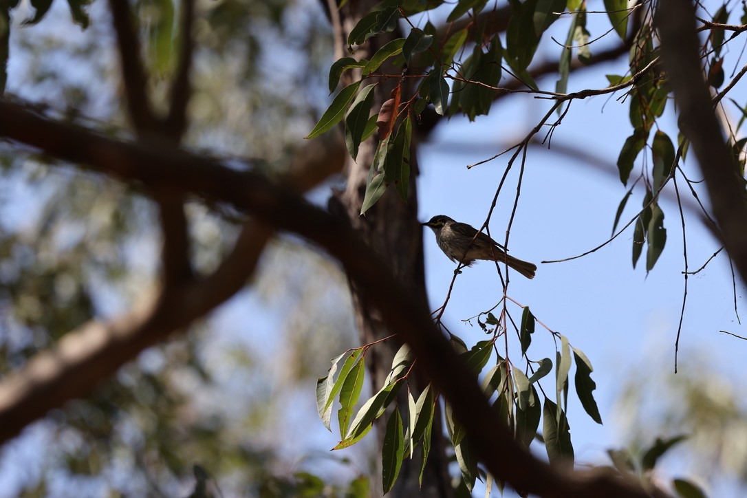 Yellow-faced Honeyeater - ML623736892