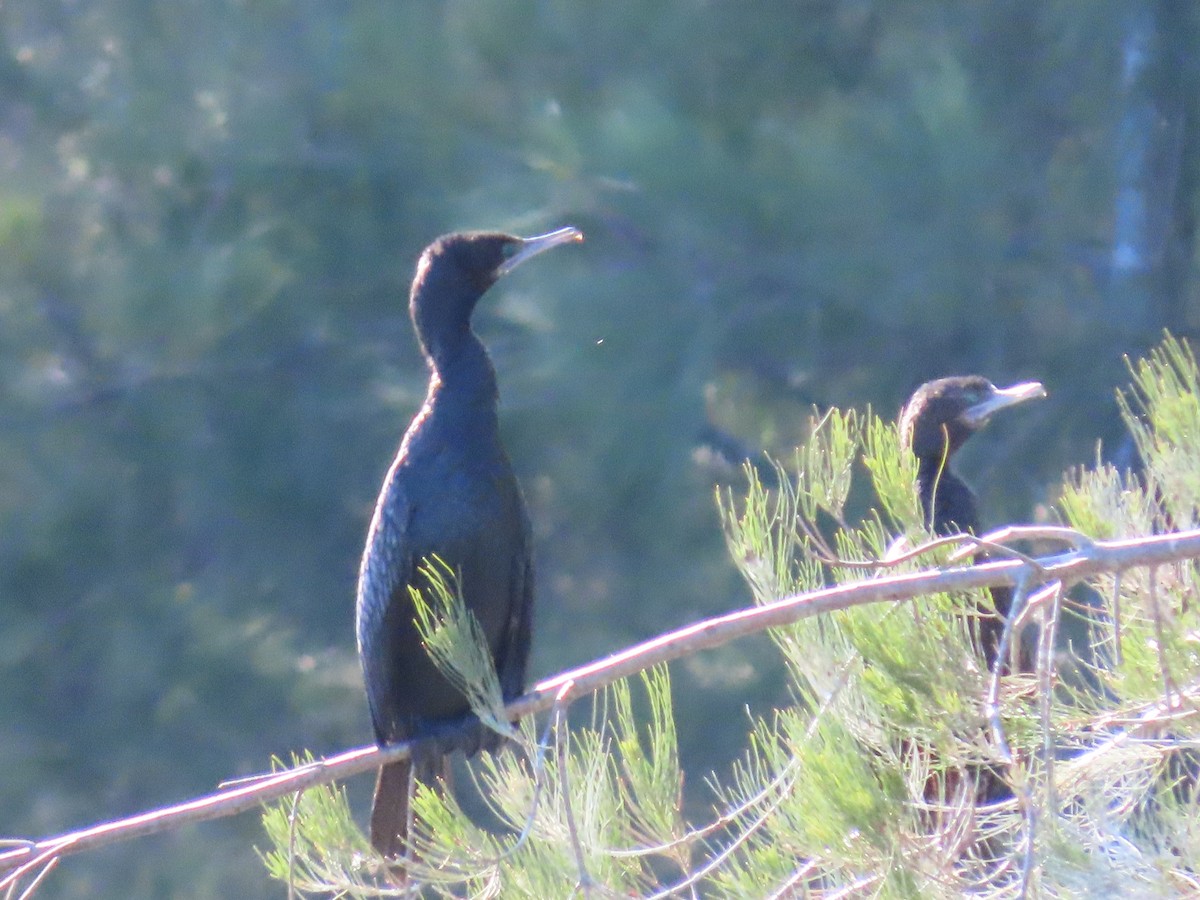 Little Black Cormorant - ML623736901