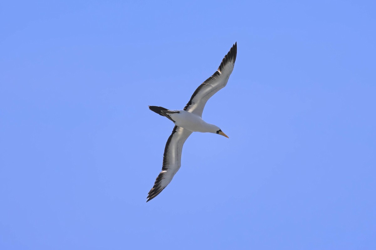 Masked Booby - ML623736909