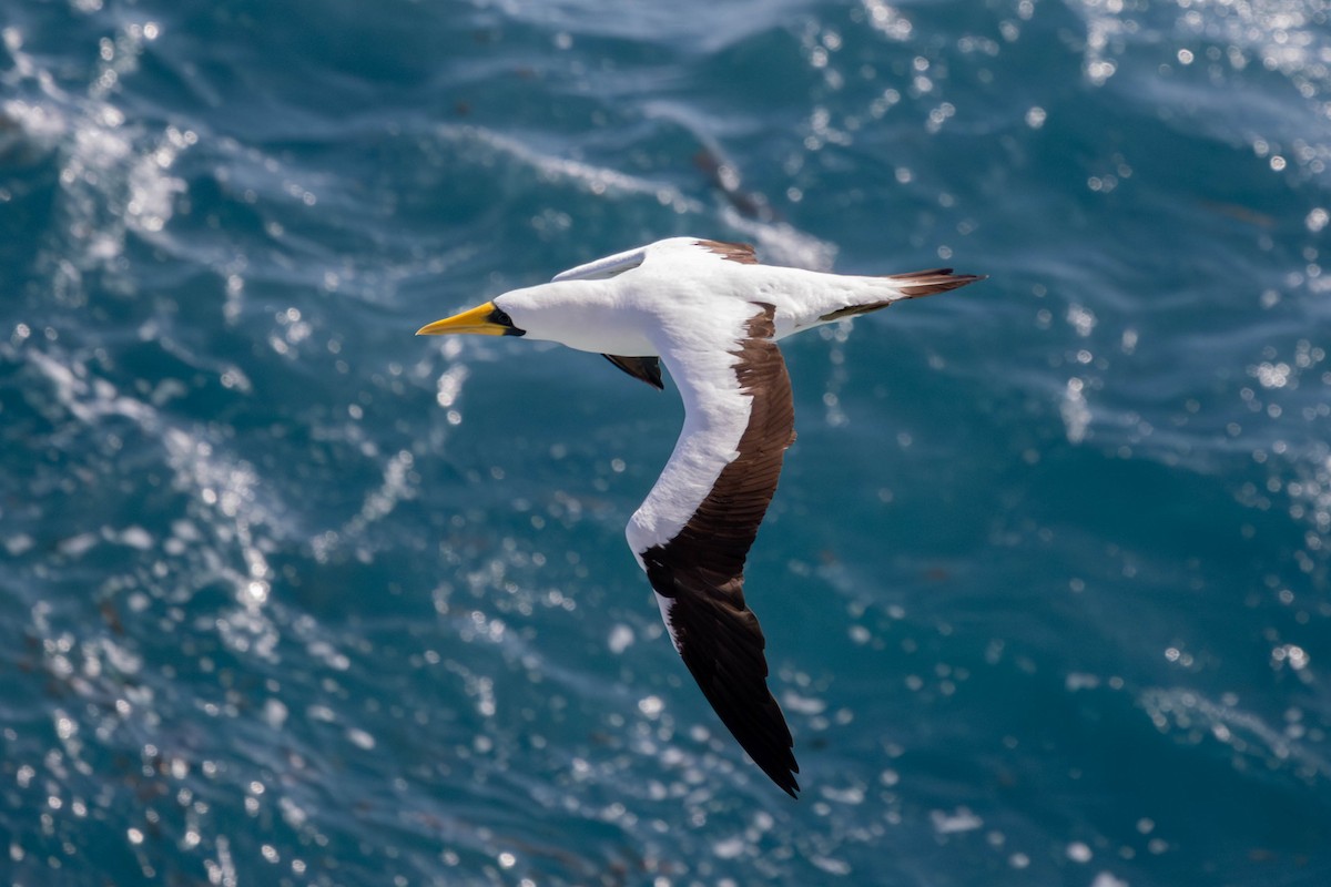 Masked Booby - ML623736911