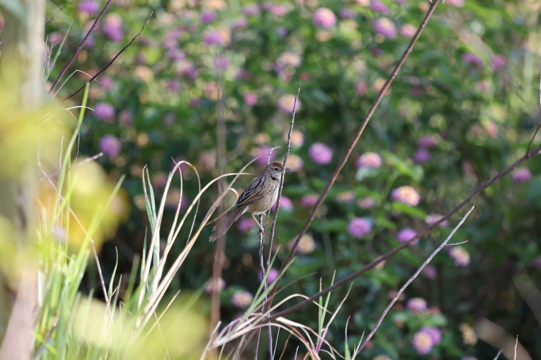 Tawny Grassbird - ML623736915