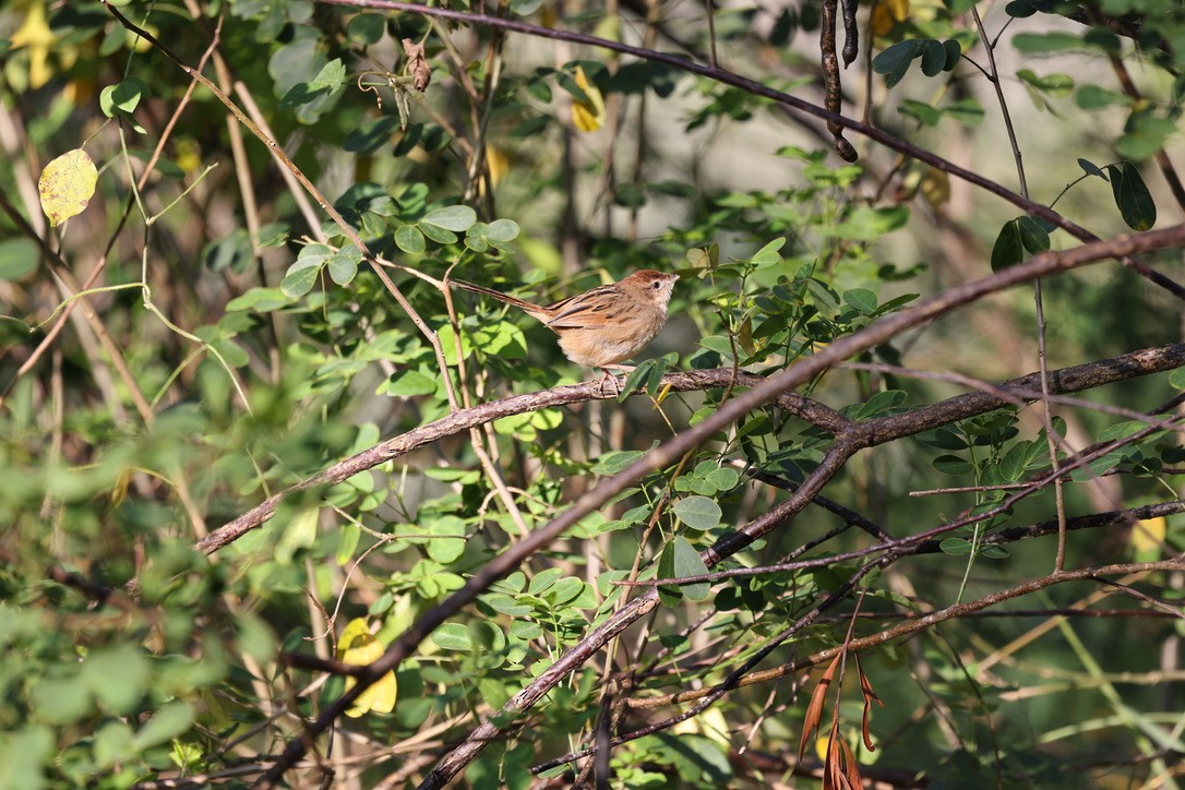 Tawny Grassbird - ML623736931