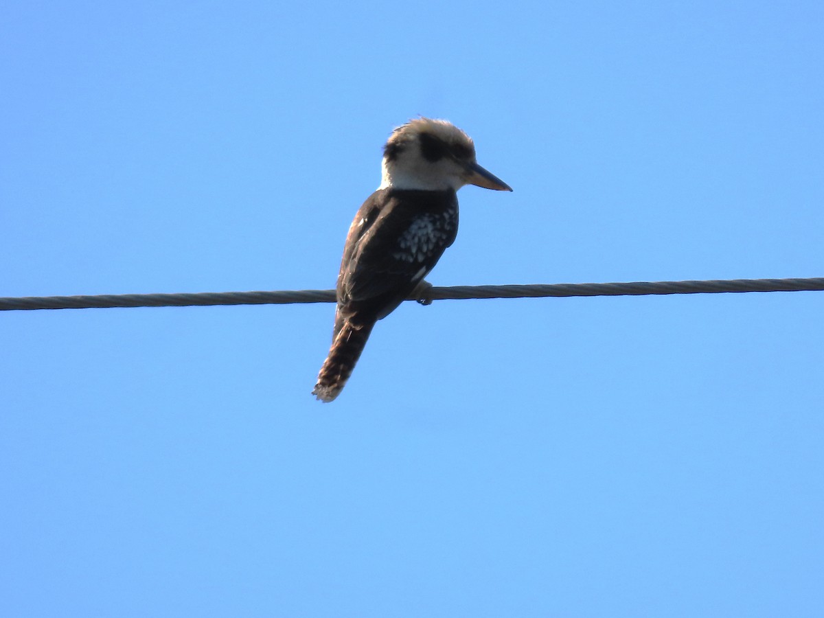 Laughing Kookaburra - ML623736944