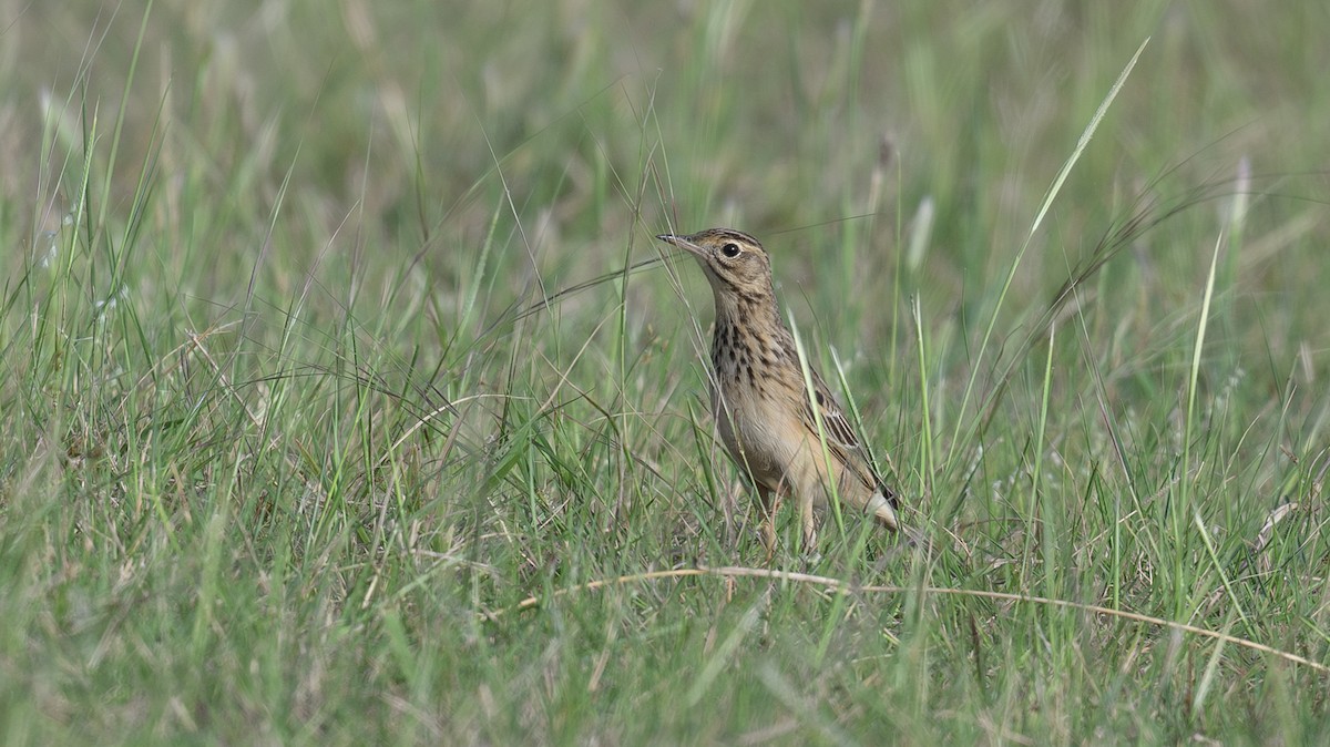 Blyth's Pipit - ML623736966