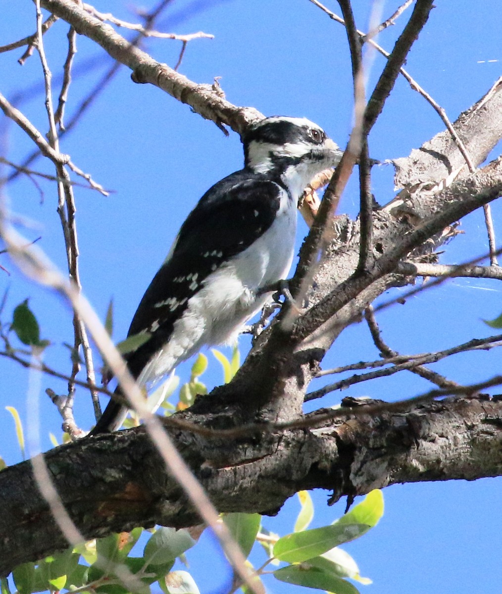 Hairy Woodpecker - ML623736967