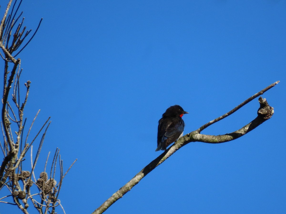 Mistletoebird - ML623736968