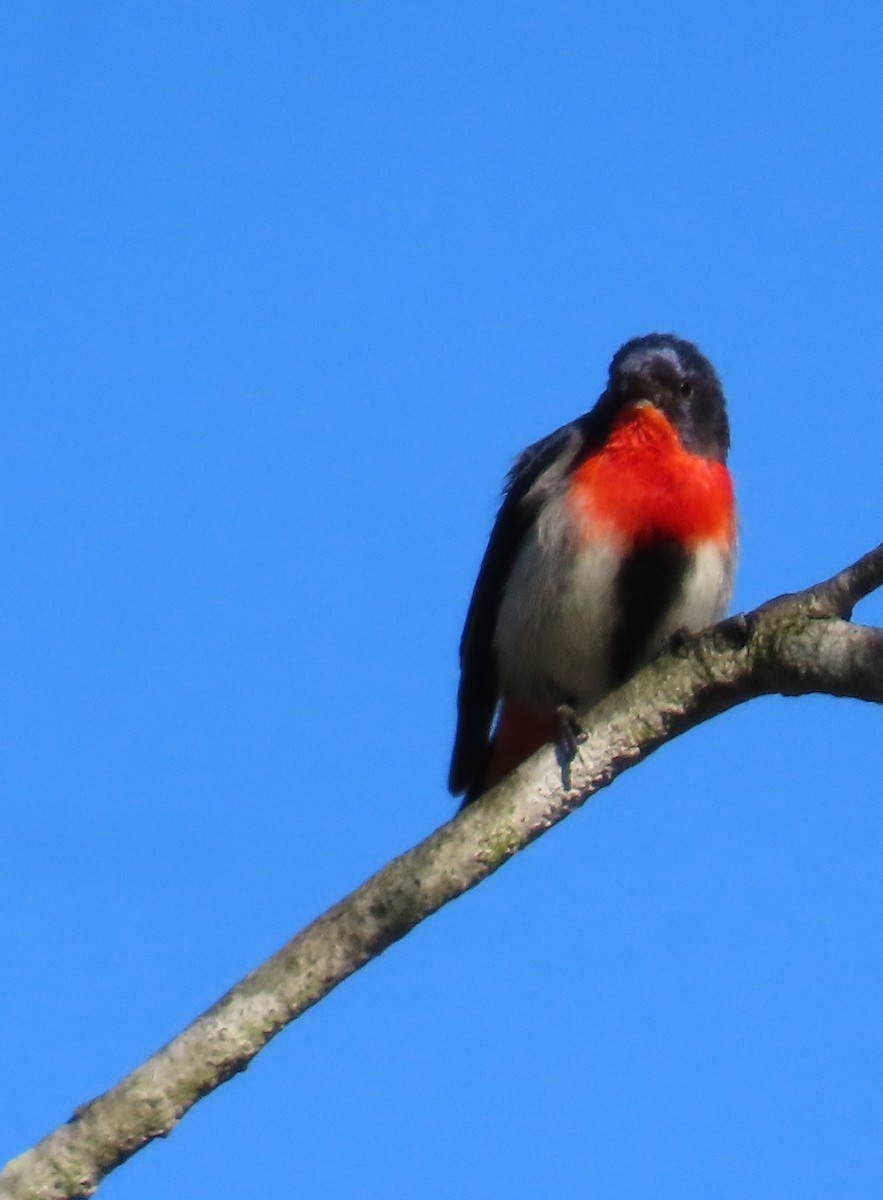 Mistletoebird - ML623736969