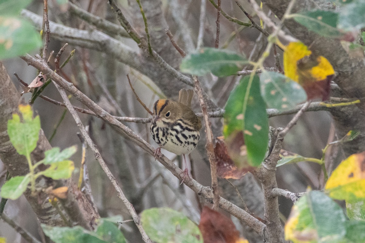 Ovenbird - ML623736972