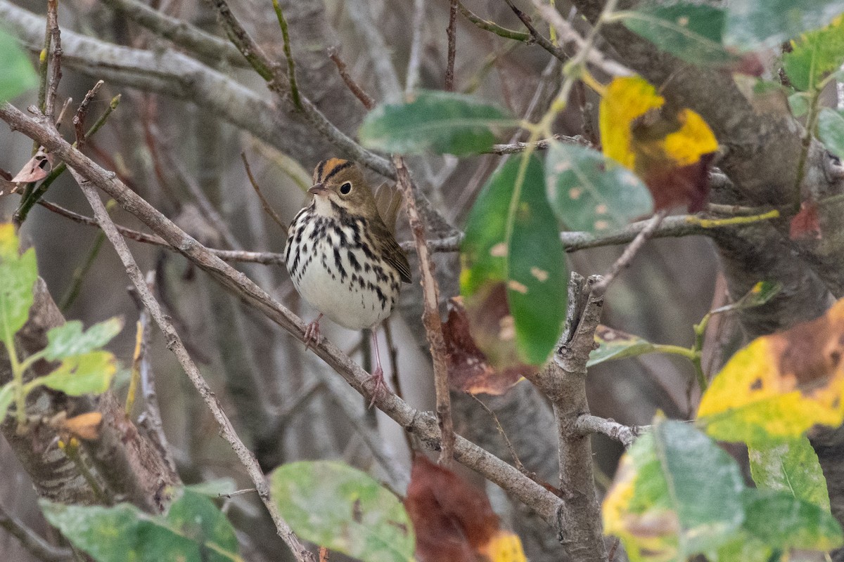 Ovenbird - ML623736973