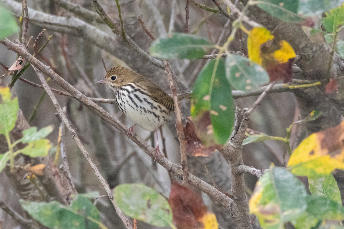 Ovenbird - ML623736975