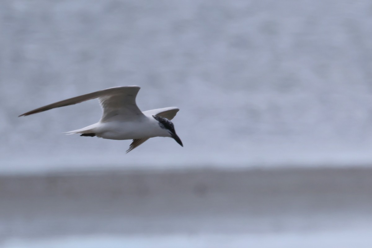 Australian Tern - ML623736976