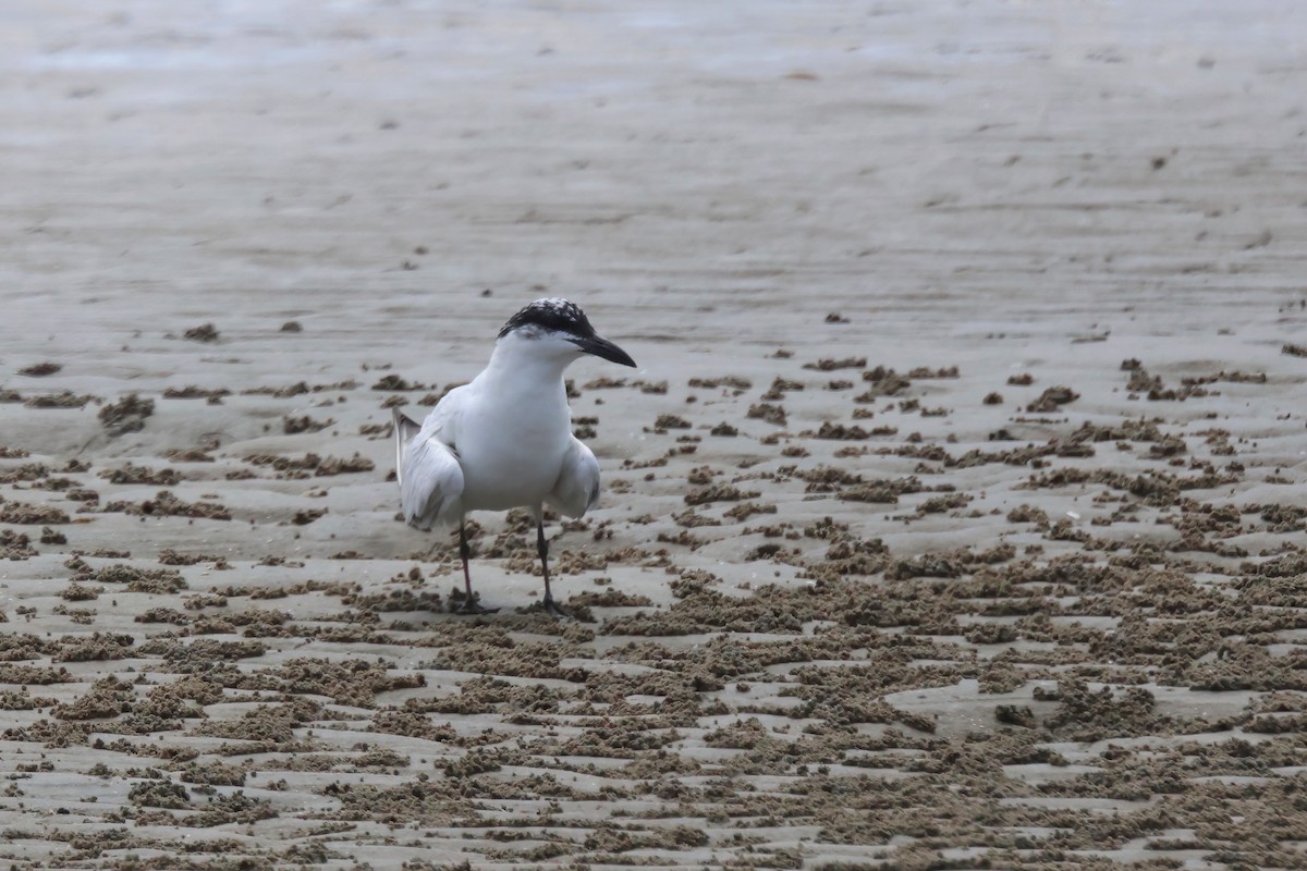 Australian Tern - ML623736977