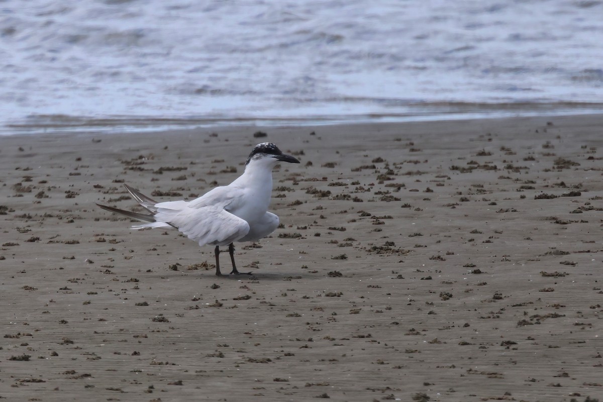 Australian Tern - ML623736978