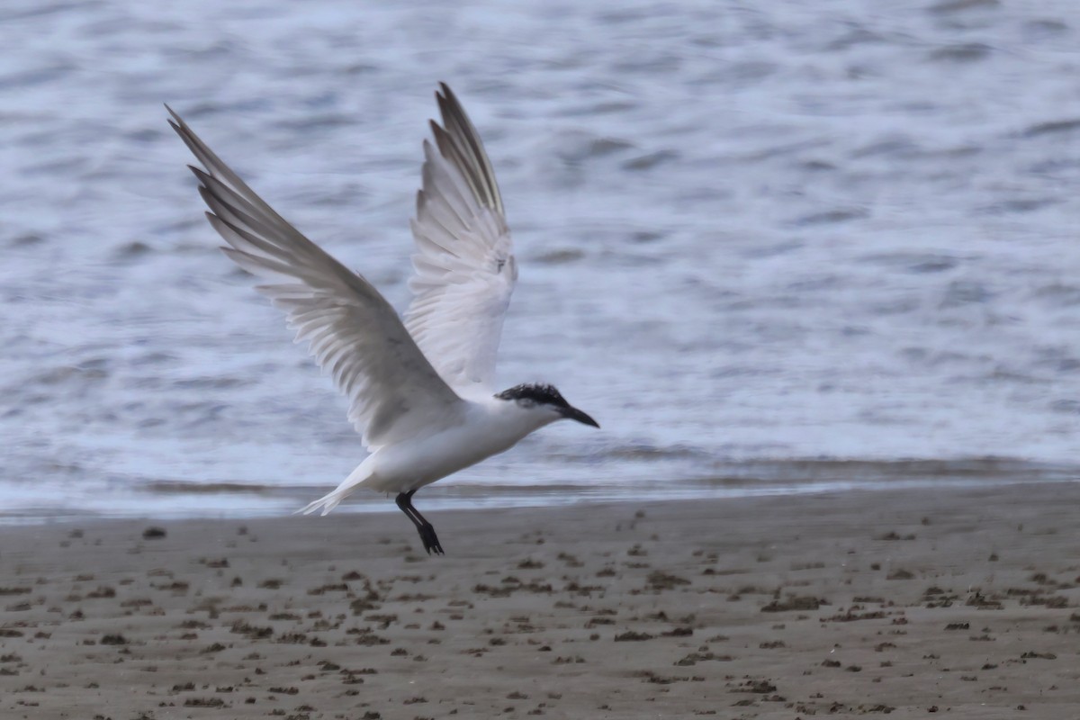 Australian Tern - ML623736979