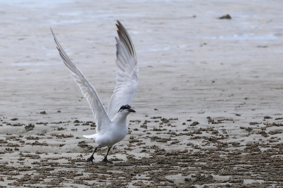 Australian Tern - ML623736980