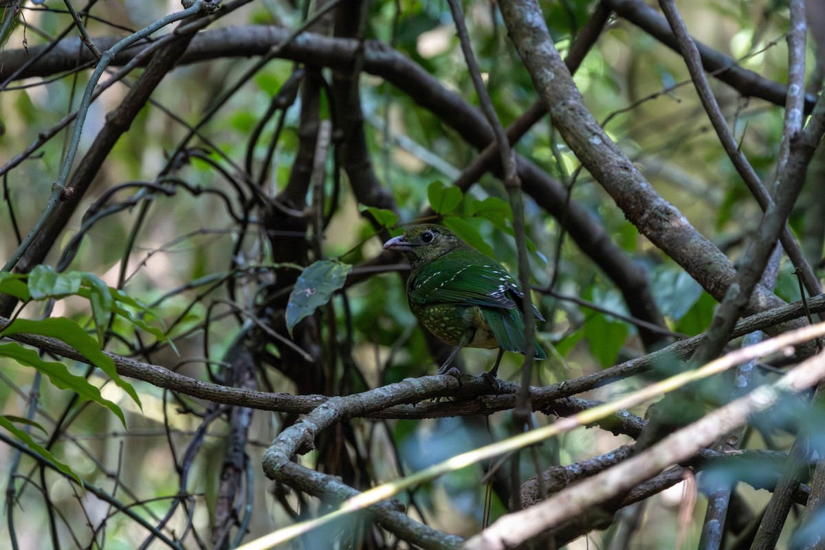 Green Catbird - ML623736981