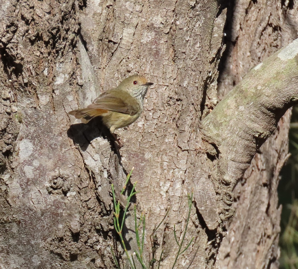 Brown Thornbill - ML623736988