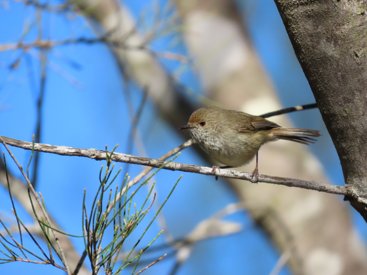 Brown Thornbill - ML623736993