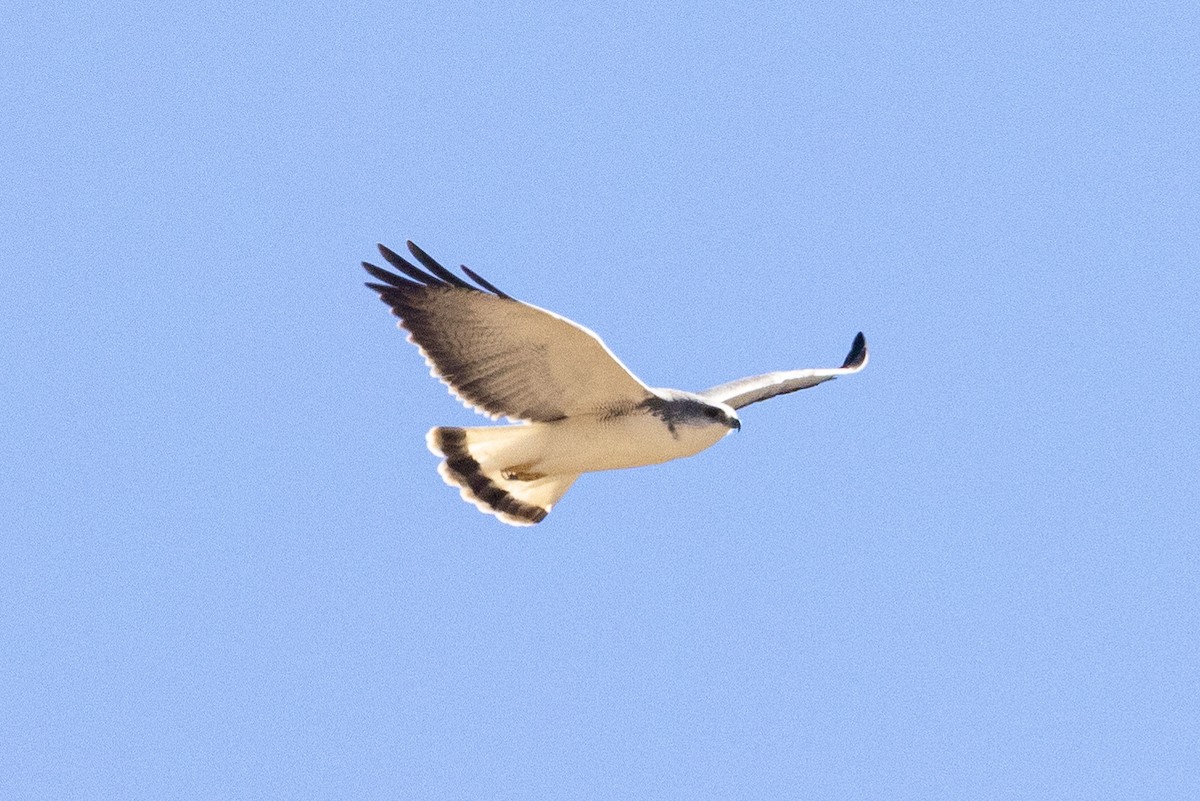 White-tailed Hawk - ML623737007