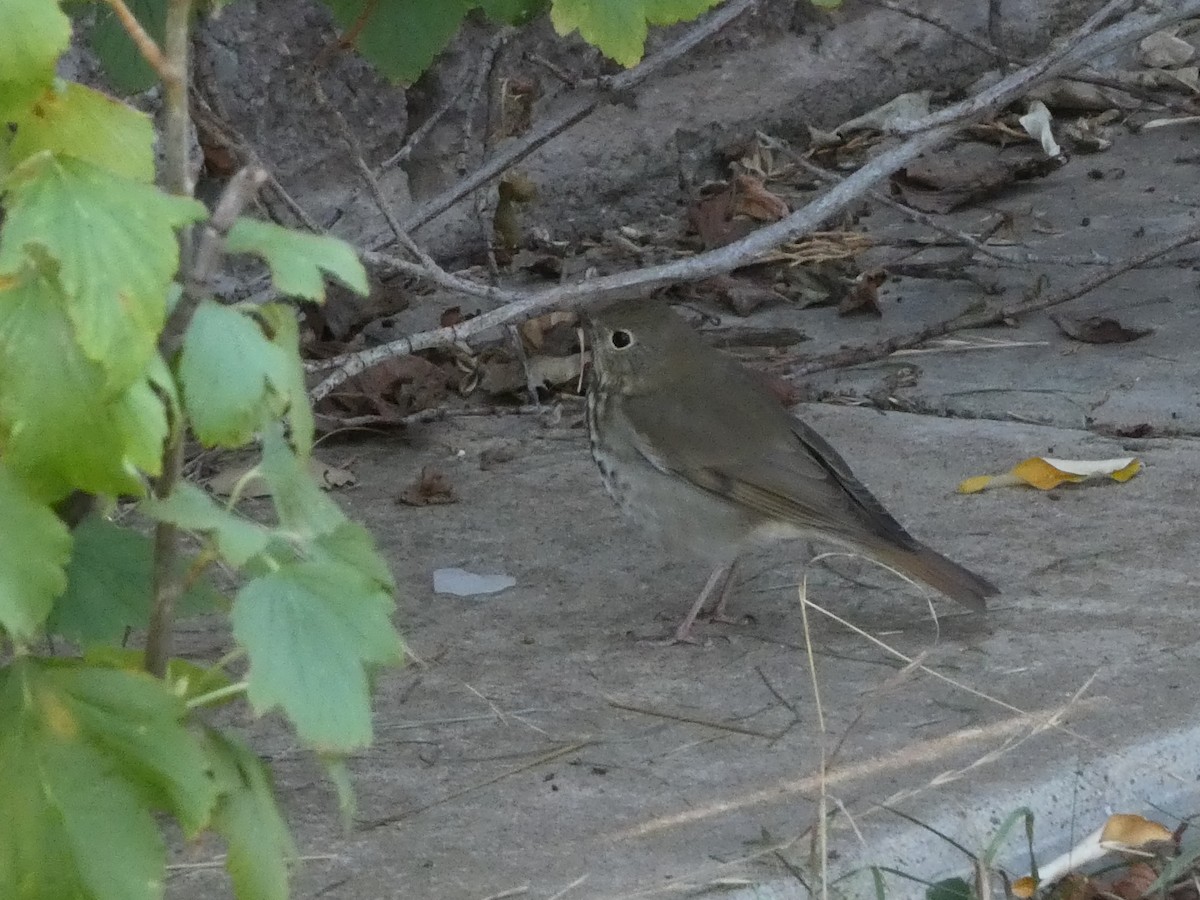 Hermit Thrush - ML623737022