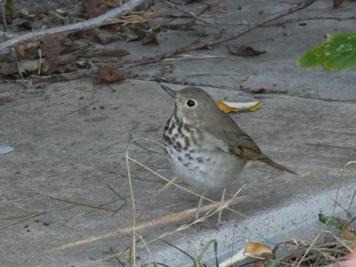 Hermit Thrush - ML623737024