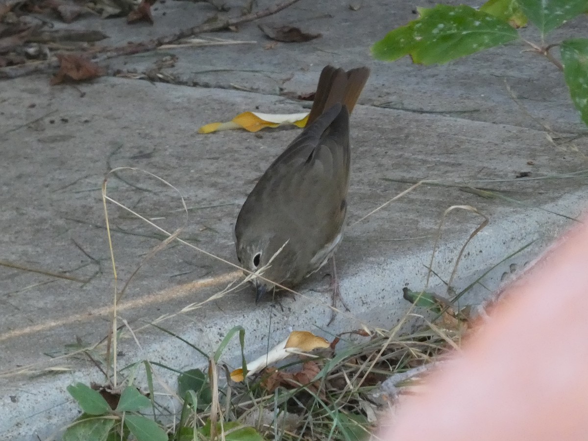 Hermit Thrush - ML623737026