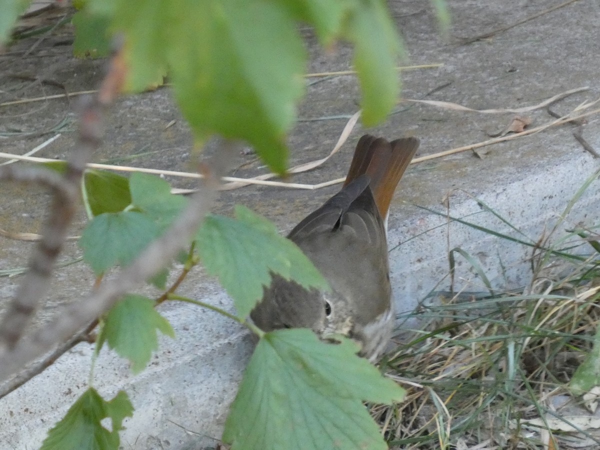 Hermit Thrush - ML623737027