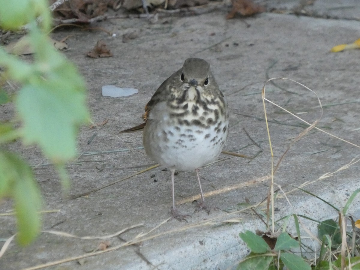 Hermit Thrush - ML623737028