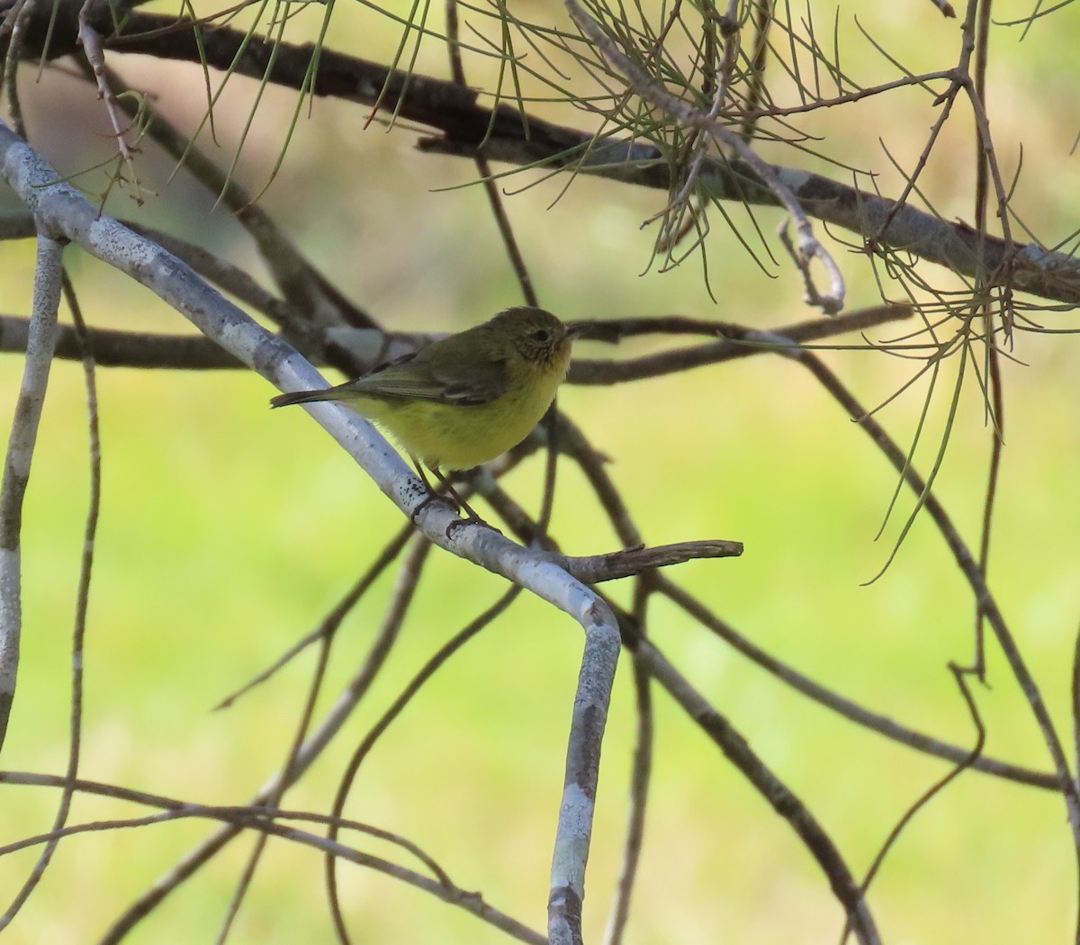 Yellow Thornbill - ML623737035