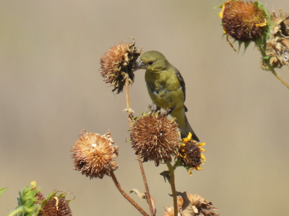 Lesser Goldfinch - ML623737043