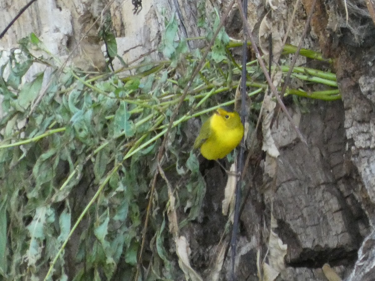 Wilson's Warbler - ML623737047