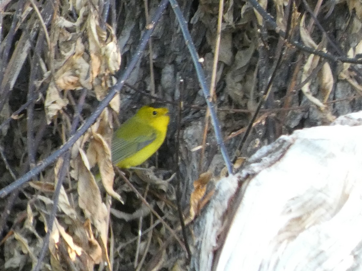 Wilson's Warbler - ML623737048