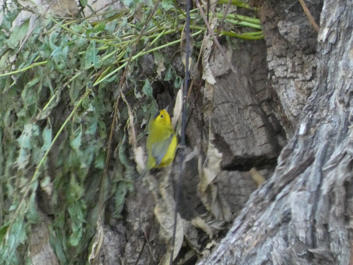 Wilson's Warbler - ML623737049