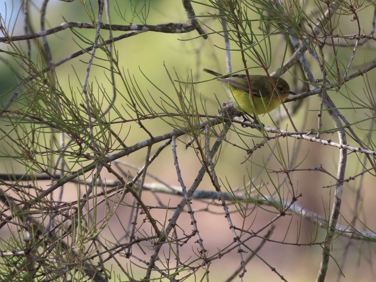 Yellow Thornbill - ML623737058